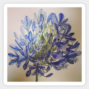 Agapanthus flower watercolour painting Sticker